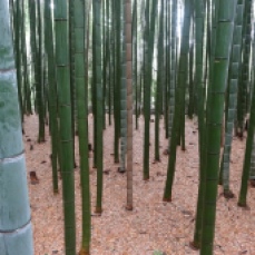 Bamboo Path, Arashiyama, Kyoto